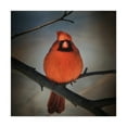 thumbnail image 1 of Trademark Fine Art 'Cardinal on a Blustery Day' Canvas Art by Lois Bryan, 1 of 4