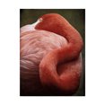 thumbnail image 1 of Trademark Fine Art 'Caribbean Flamingo I' Canvas Art by Debra Van Swearingen, 1 of 3