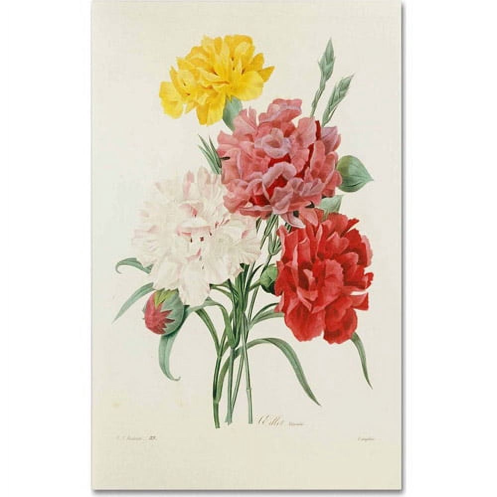 Trademark Fine Art "Carnations from Choix" Canvas Art by Joseph Redoute