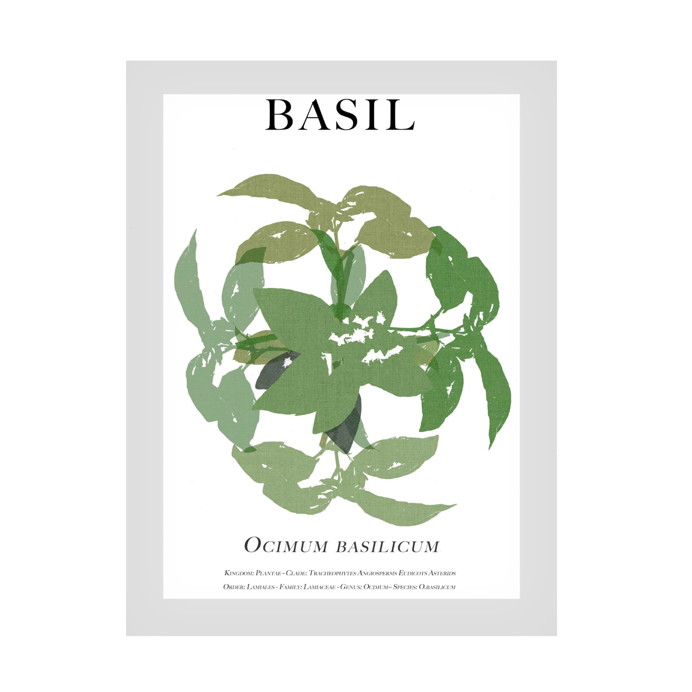 Trademark Fine Art Cartissi Basil Canvas Wall Art