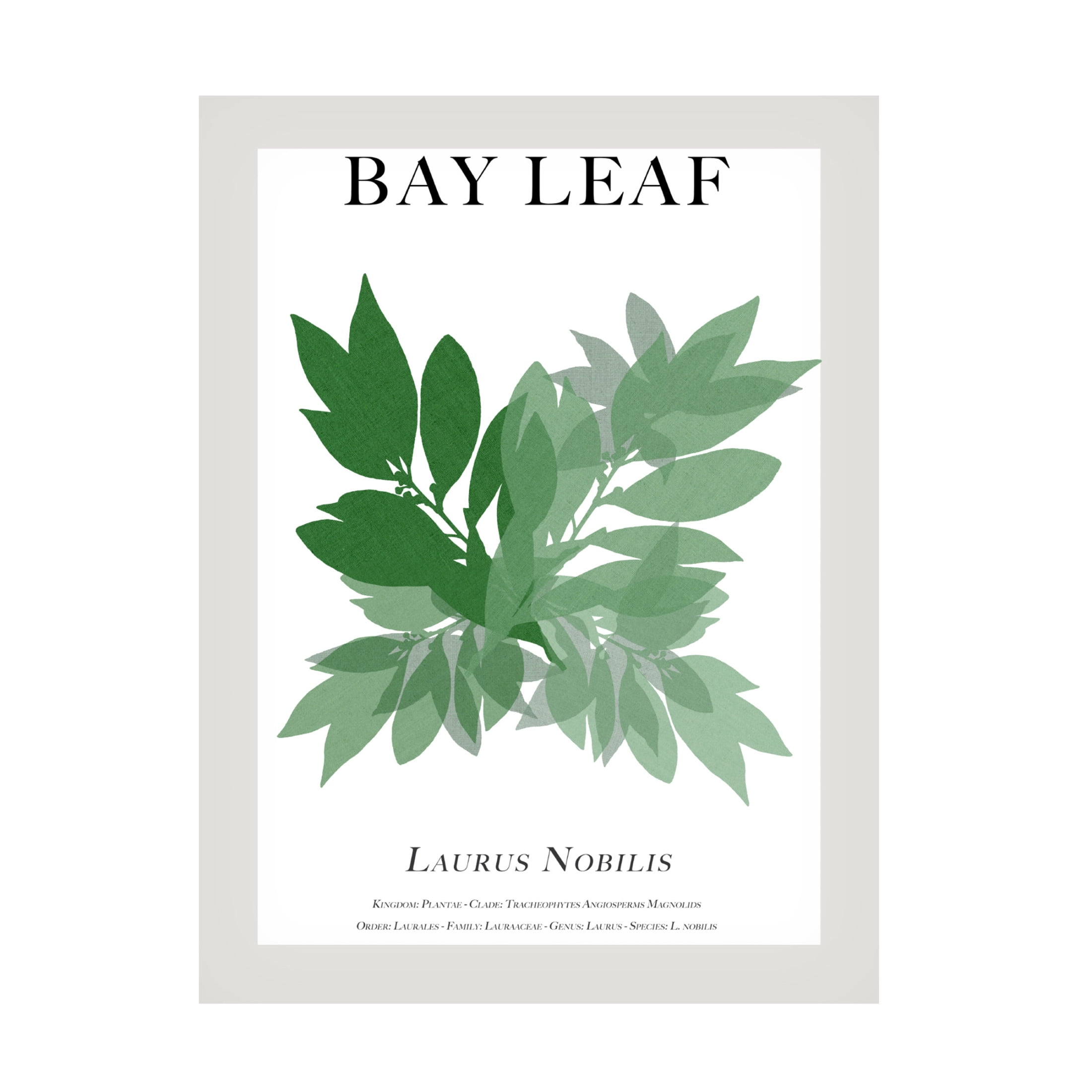 Trademark Fine Art Cartissi   Bay Leaf Canvas Wall Art