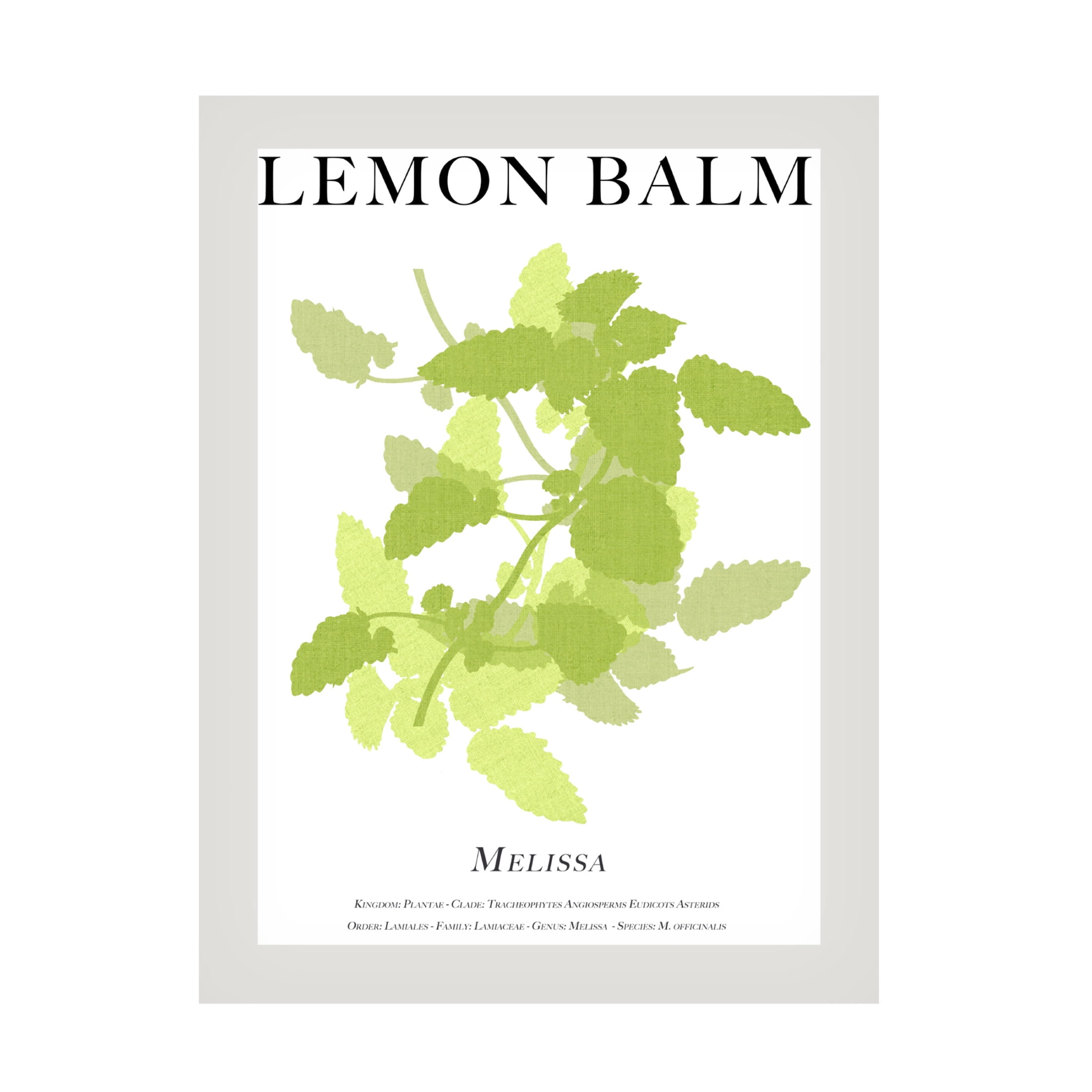 Trademark Fine Art Cartissi   Lemon Balm Canvas Wall Art