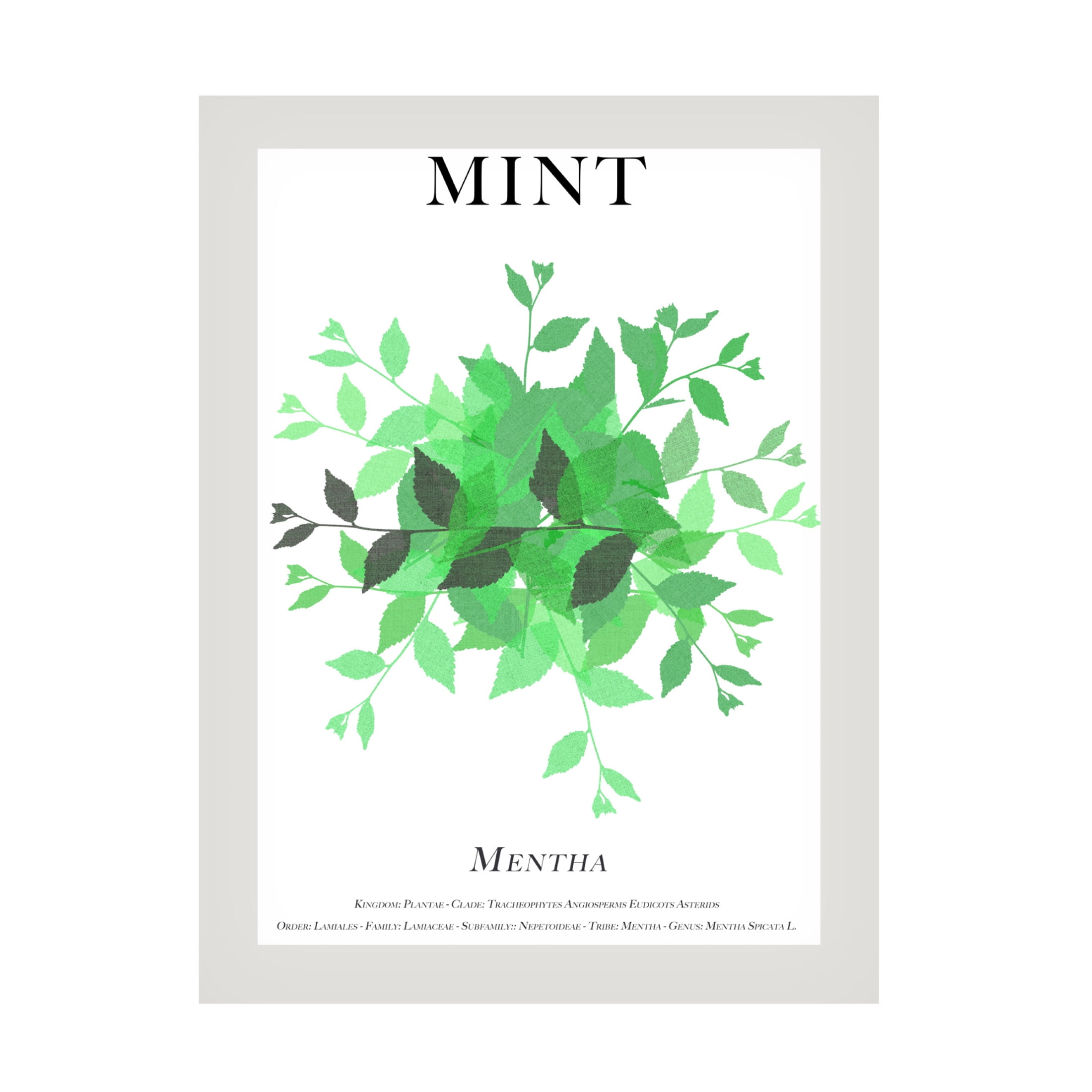 Trademark Fine Art Cartissi Mint Canvas Wall Art