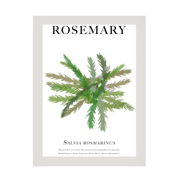 Trademark Fine Art Cartissi Rosemary Canvas Wall Art