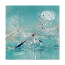 Trademark Fine Art 'Catching Dreams' Canvas Art by Incredi