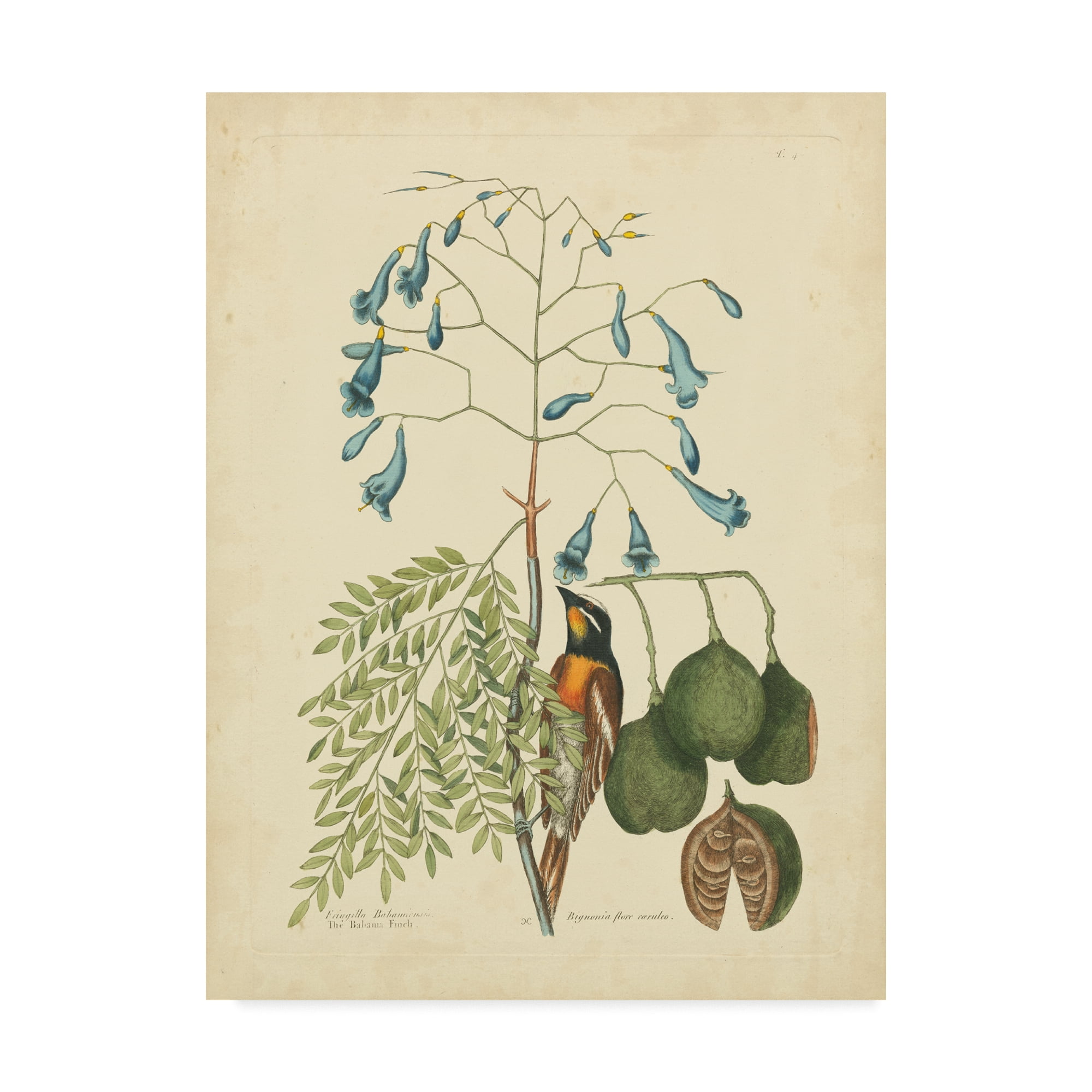 Trademark Fine Art 'Catesby Bird And Botanical II' Canvas Art by Mark Catesby