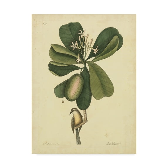 Trademark Fine Art 'Catesby Bird And Botanical III' Canvas Art by Mark Catesby