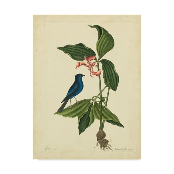 Trademark Fine Art 'Catesby Bird And Botanical IV' Canvas Art by Mark Catesby