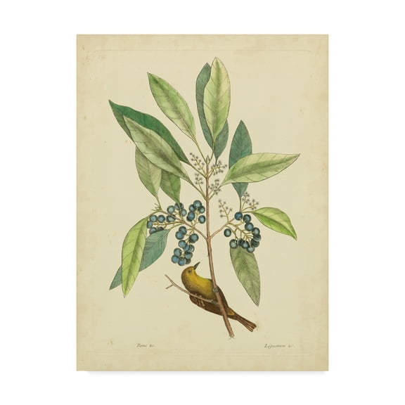 Trademark Fine Art 'Catesby Bird And Botanical V' Canvas Art by Mark Catesby
