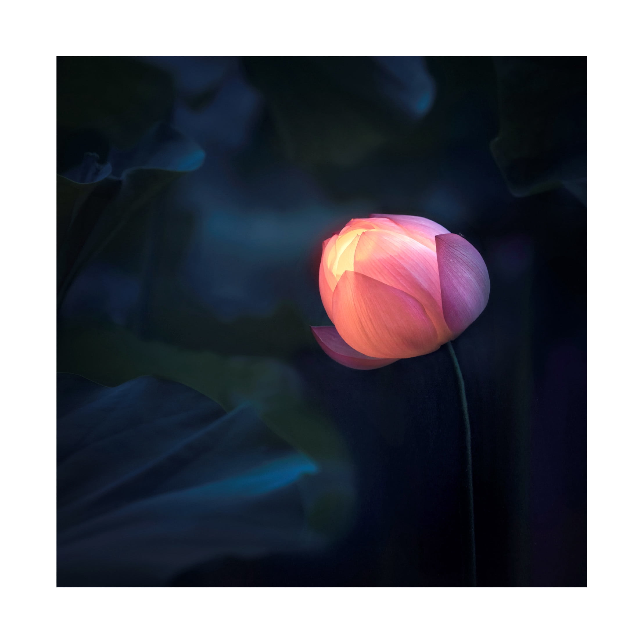 Trademark Fine Art Catherine W. Glow In Dark Canvas Wall Art