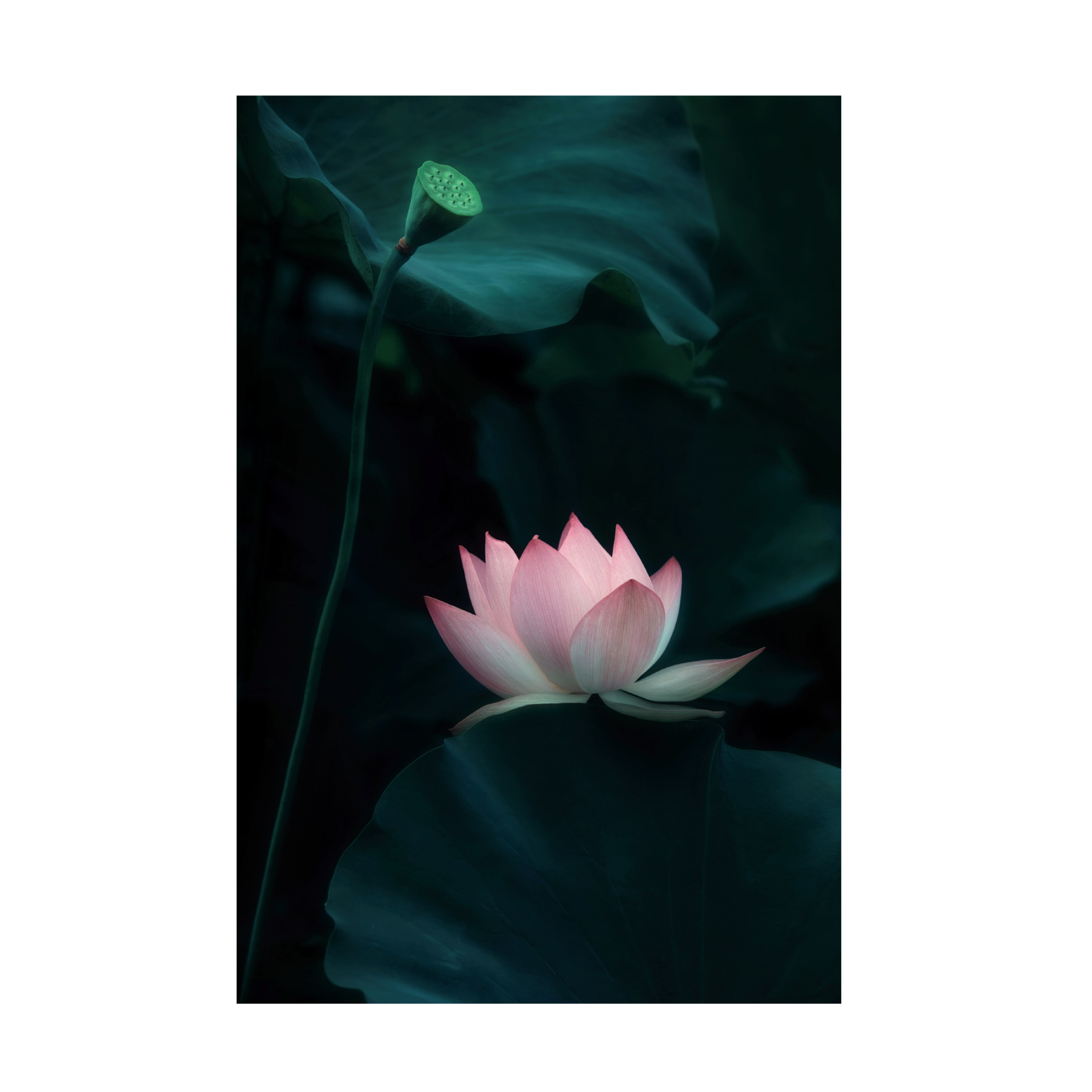 Trademark Fine Art Catherine W. Lotus Flower Canvas Wall Art