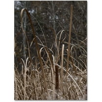 Trademark Fine Art "Cattail Seeds in Flight" Canvas Art by Kurt Shaffer