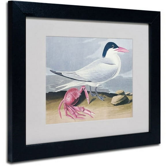 Trademark Fine Art "Cayenne Tern" Canvas Art by John James Audubon, Black Frame