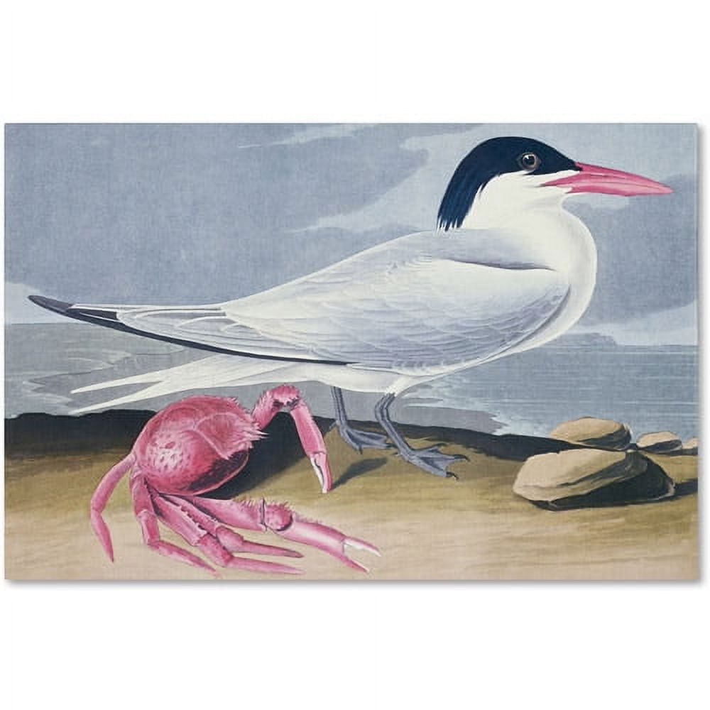 Trademark Fine Art "Cayenne Tern" Canvas Art by John James Audubon