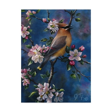 Trademark Fine Art 'Cedar Waxwing' Canvas Art by Jeff Tift
