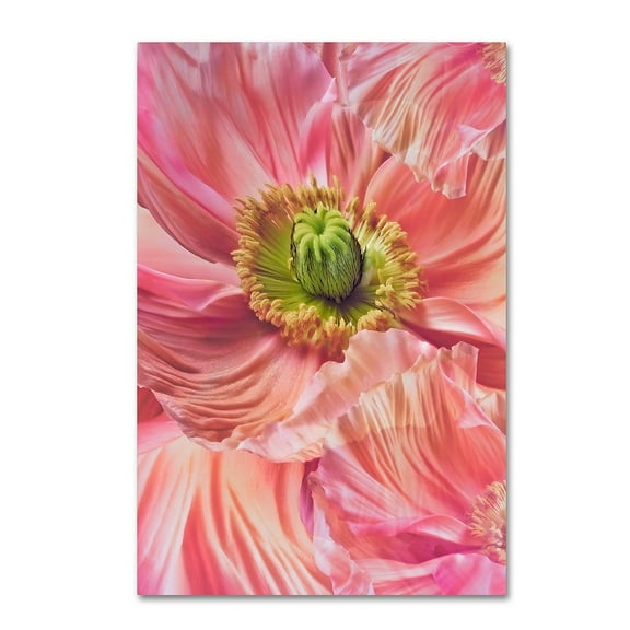 Trademark Fine Art 'Cerise Pink Poppy' Canvas Art by Cora Niele