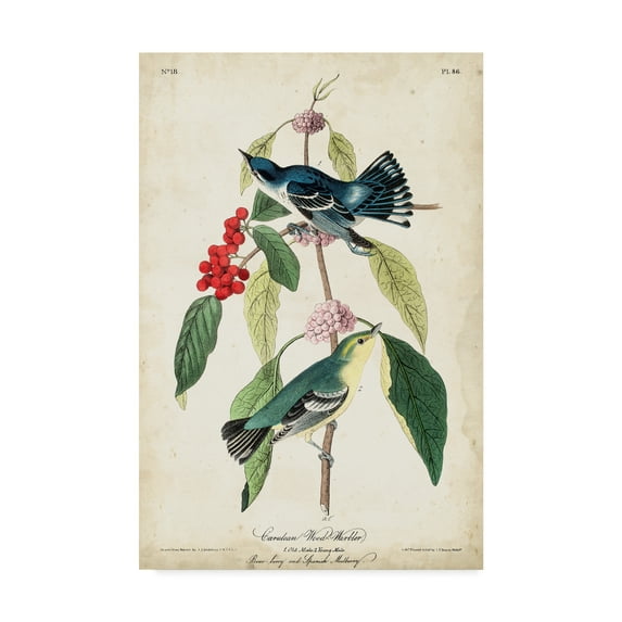 Trademark Fine Art 'Cerulean Wood Warbler' Canvas Art by John James Audubon