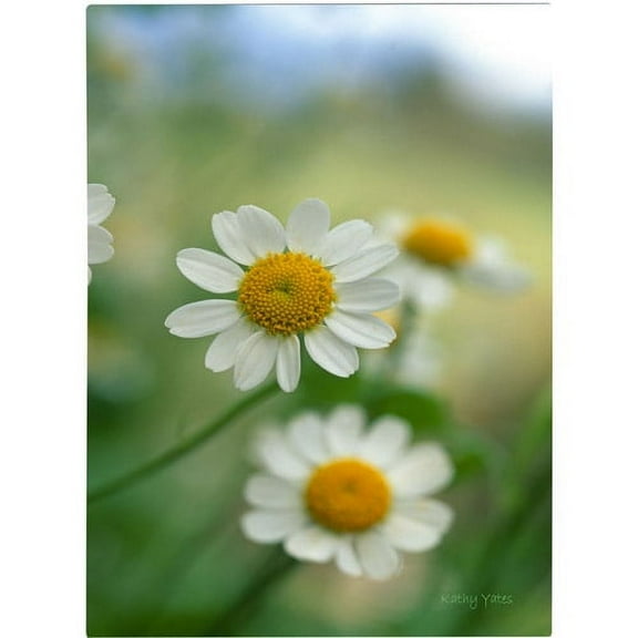 Trademark Fine Art 'Chamomile' Canvas Art by Kathy Yates