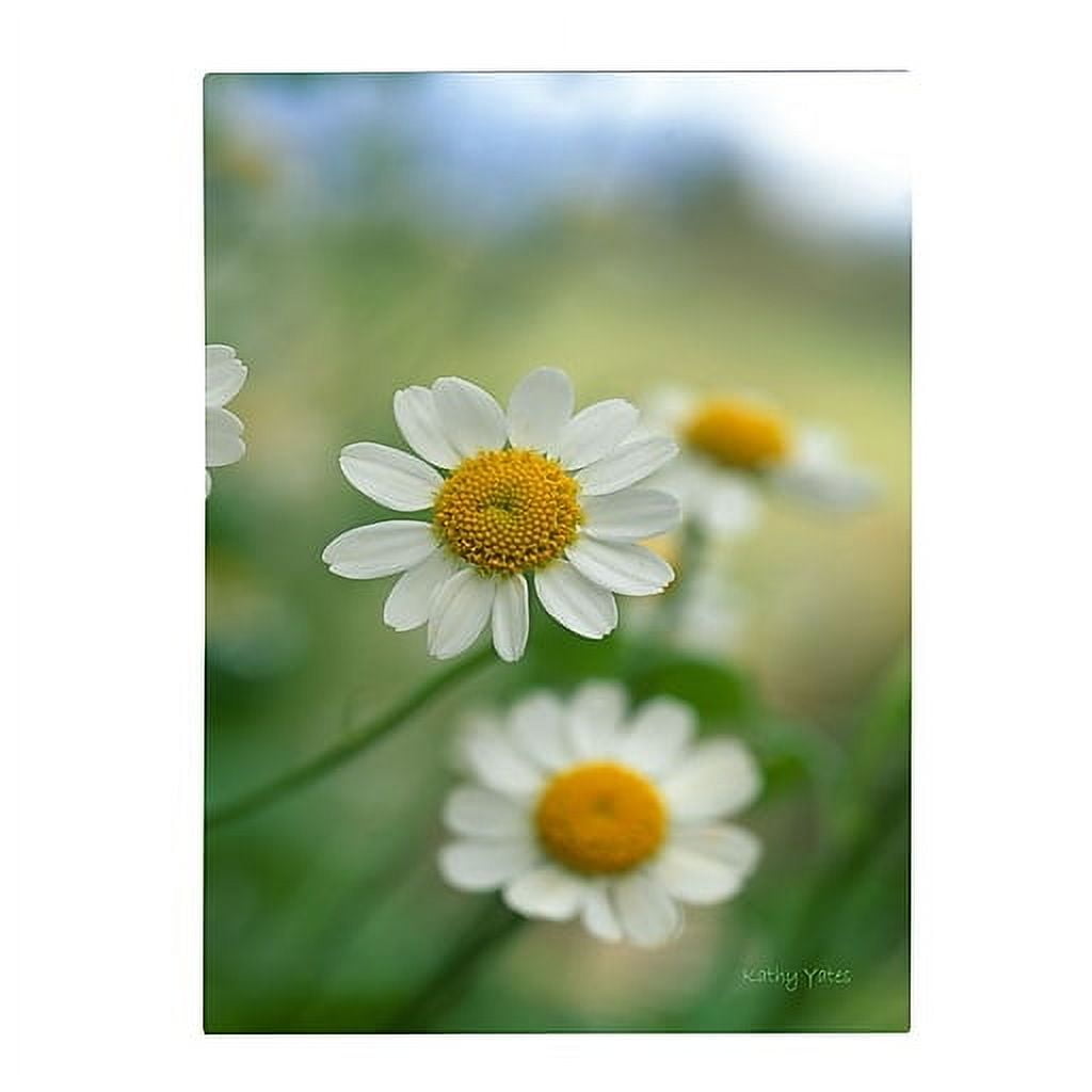 Trademark Fine Art 'Chamomile' Canvas Art by Kathy Yates
