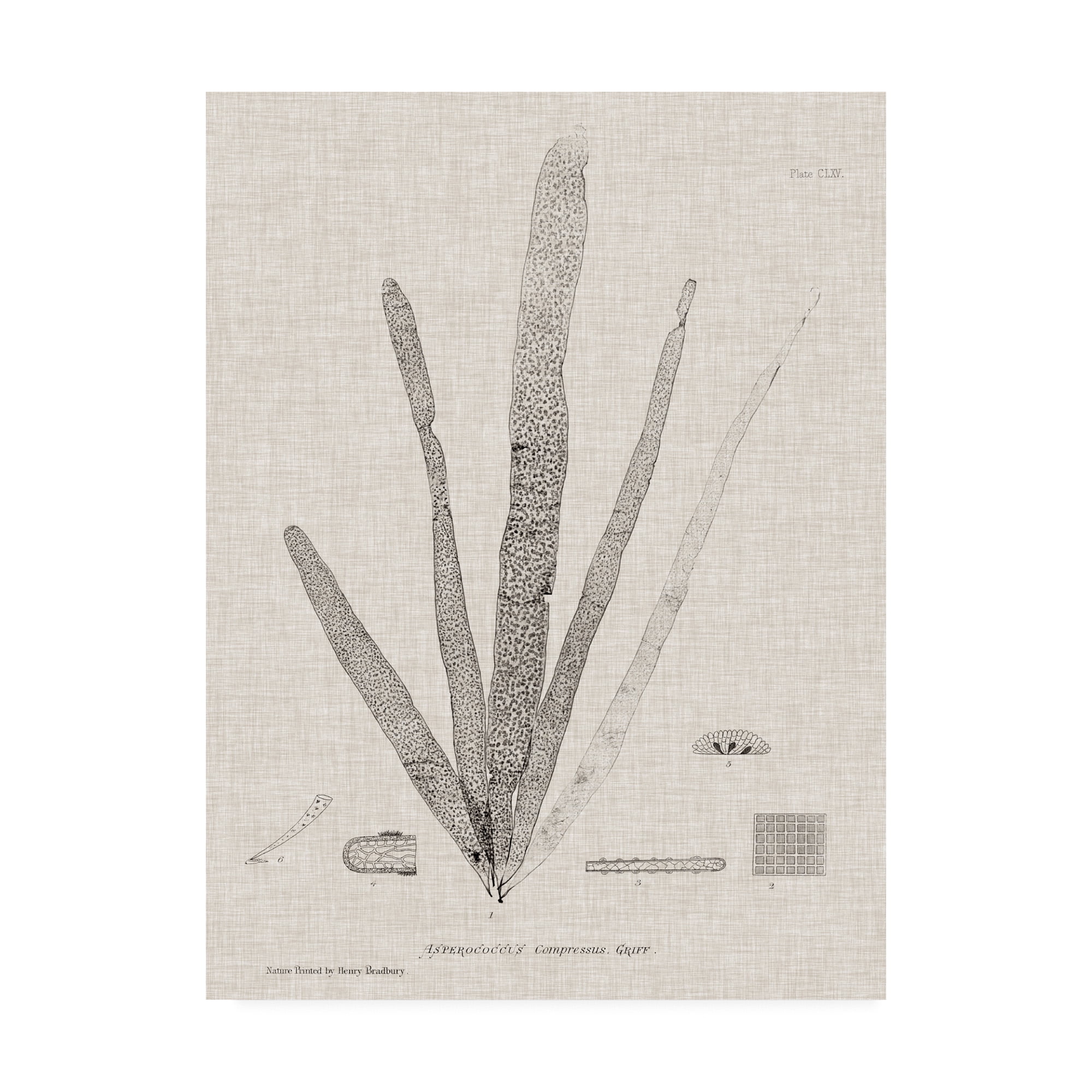 Trademark Fine Art 'Charcoal And Linen Seaweed II' Canvas Art by Henry Bradbury