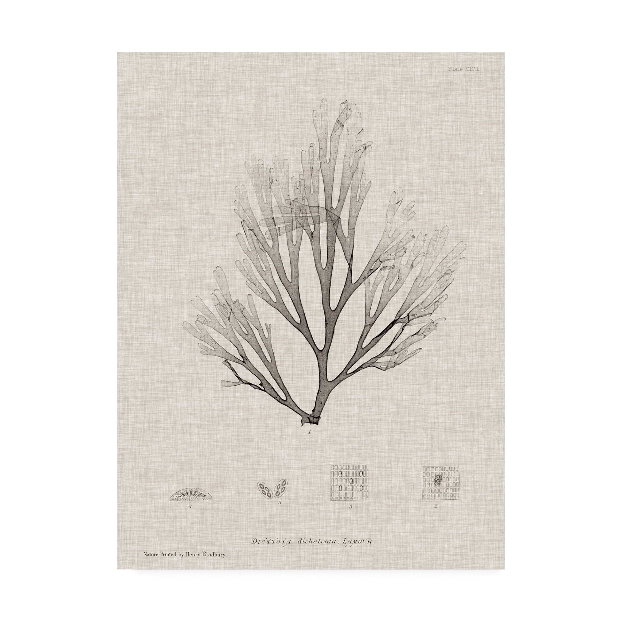 Trademark Fine Art 'Charcoal And Linen Seaweed III' Canvas Art by Henry Bradbury