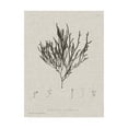 thumbnail image 1 of Trademark Fine Art 'Charcoal And Linen Seaweed IV' Canvas Art by Henry Bradbury, 1 of 4