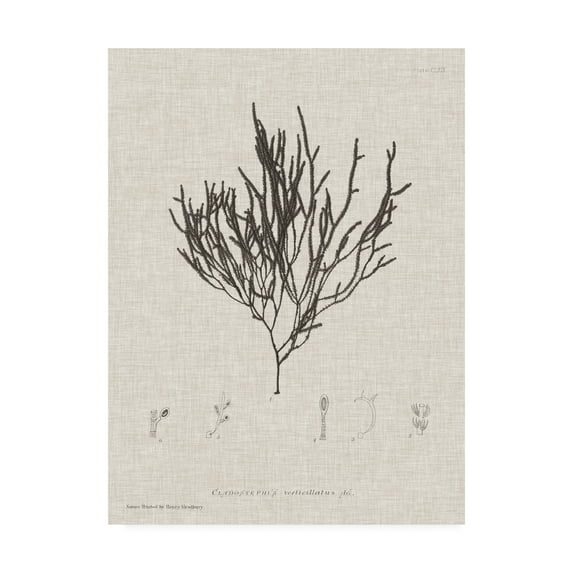 Trademark Fine Art 'Charcoal And Linen Seaweed IV' Canvas Art by Henry Bradbury