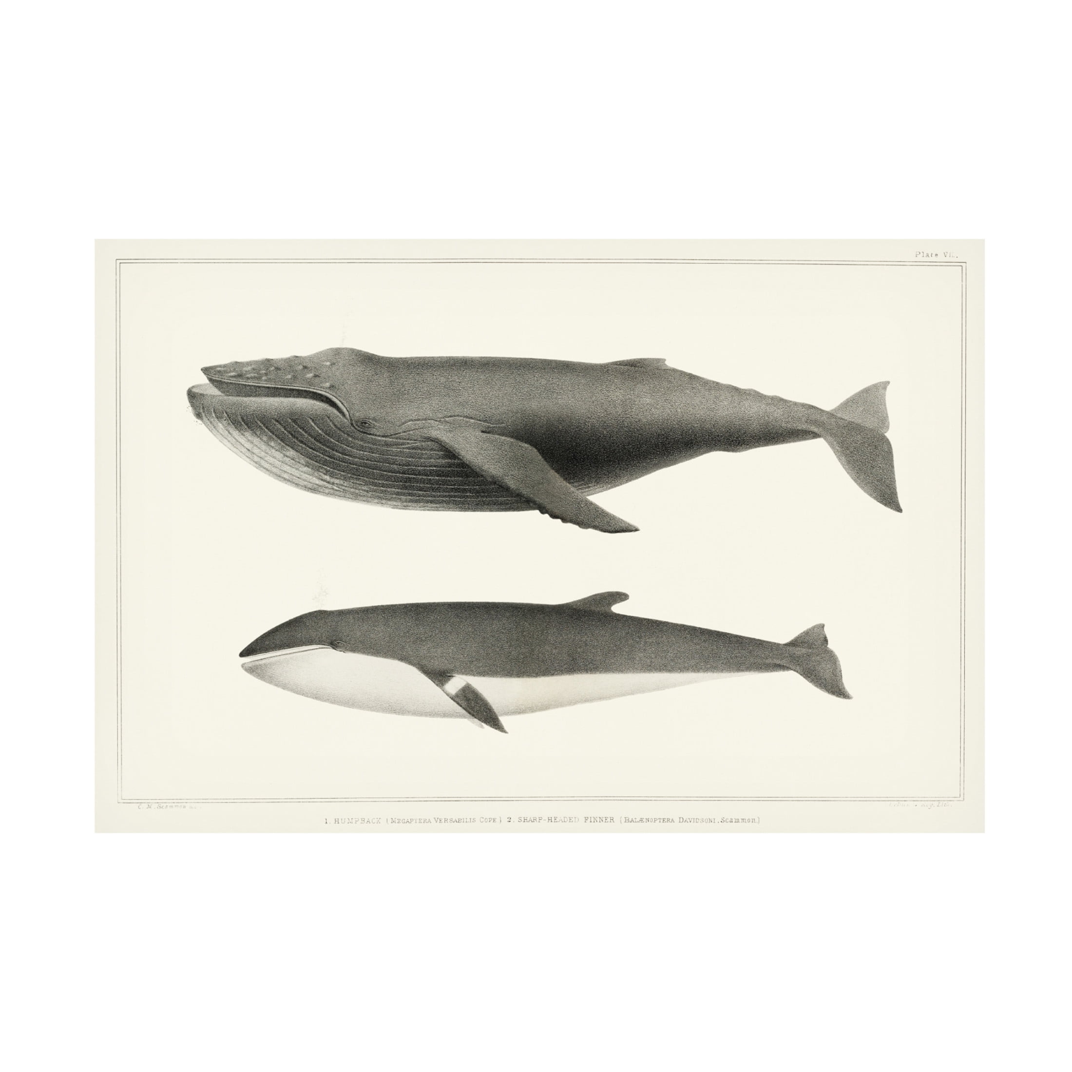 Trademark Fine Art Charles Melville Scammon Melville's Whales II Canvas Wall Art