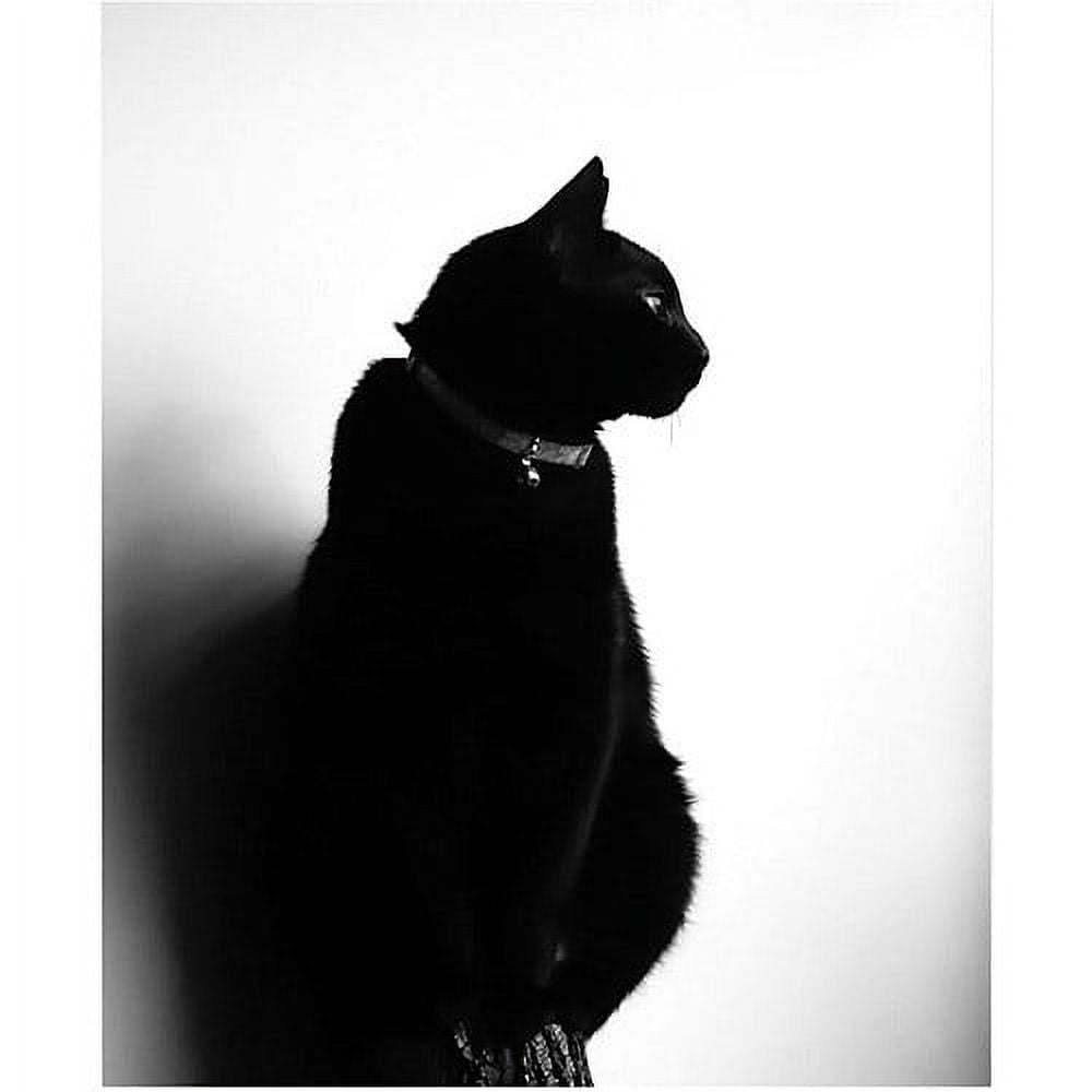 Black and White Cat Photographic Canvas Print, 47" x 35"