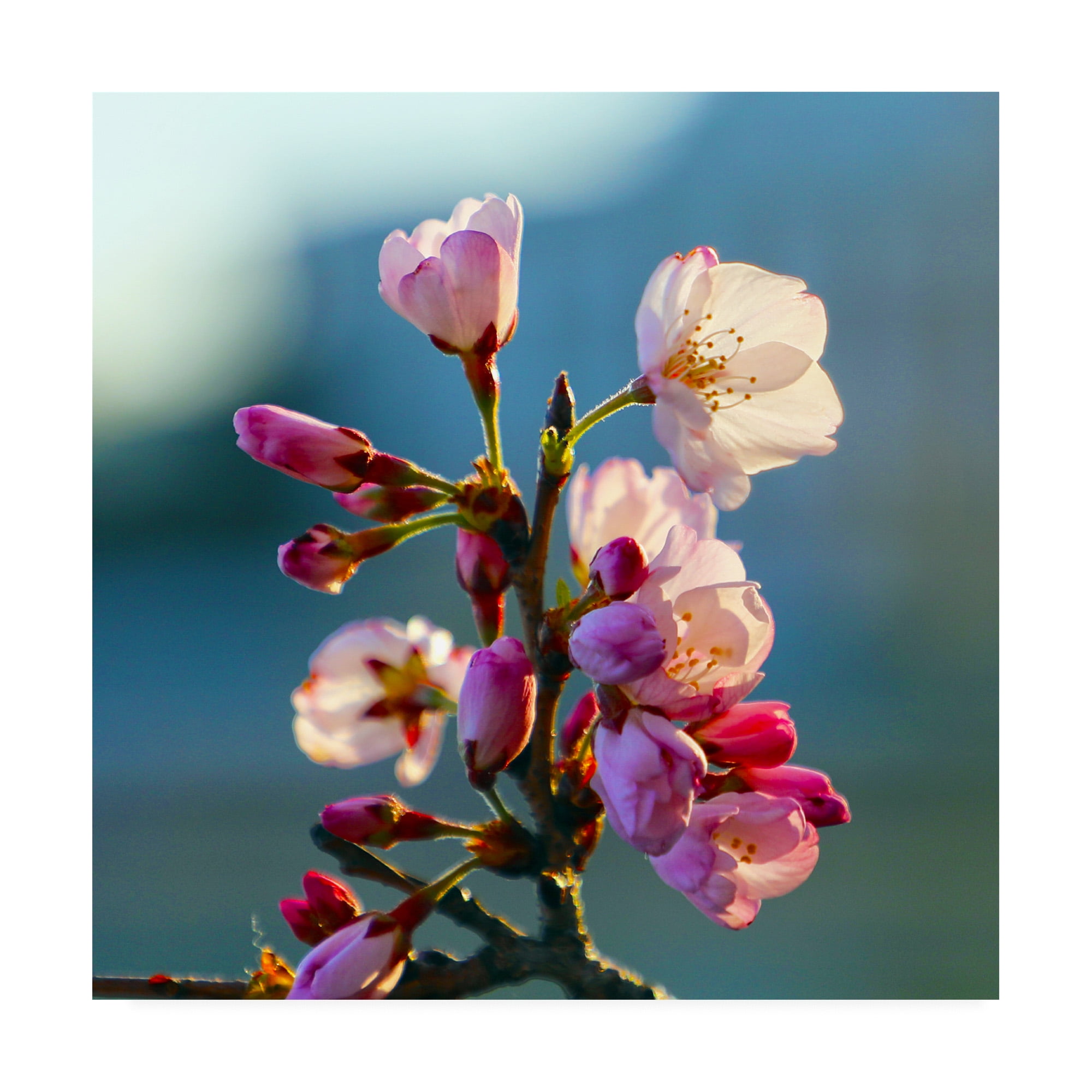 Trademark Fine Art 'Cherry Blossom Blurred' Canvas Art by Mitch Catanzaro