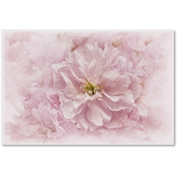 Trademark Fine Art 'Cherry Blossom' Canvas Art by Cora Niele