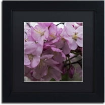 Trademark Fine Art "Cherry Blossom Cluster" Canvas Art by Kurt Shaffer, Black Matte, Black Frame