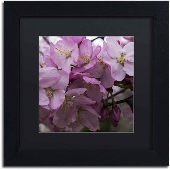 Trademark Fine Art "Cherry Blossom Cluster" Canvas Art by Kurt Shaffer, Black Matte, Black Frame