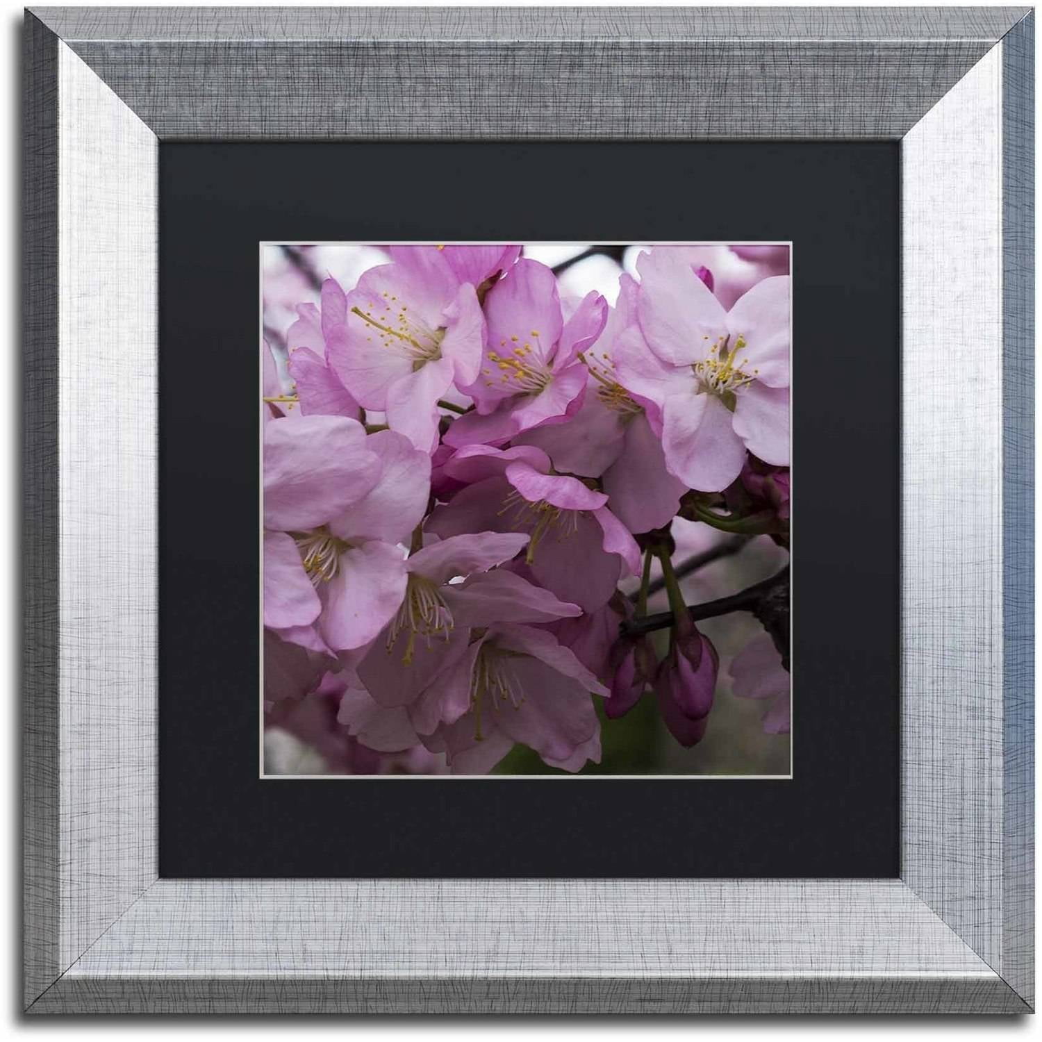 Trademark Fine Art "Cherry Blossom Cluster" Canvas Art by Kurt Shaffer, Black Matte, Silver Frame