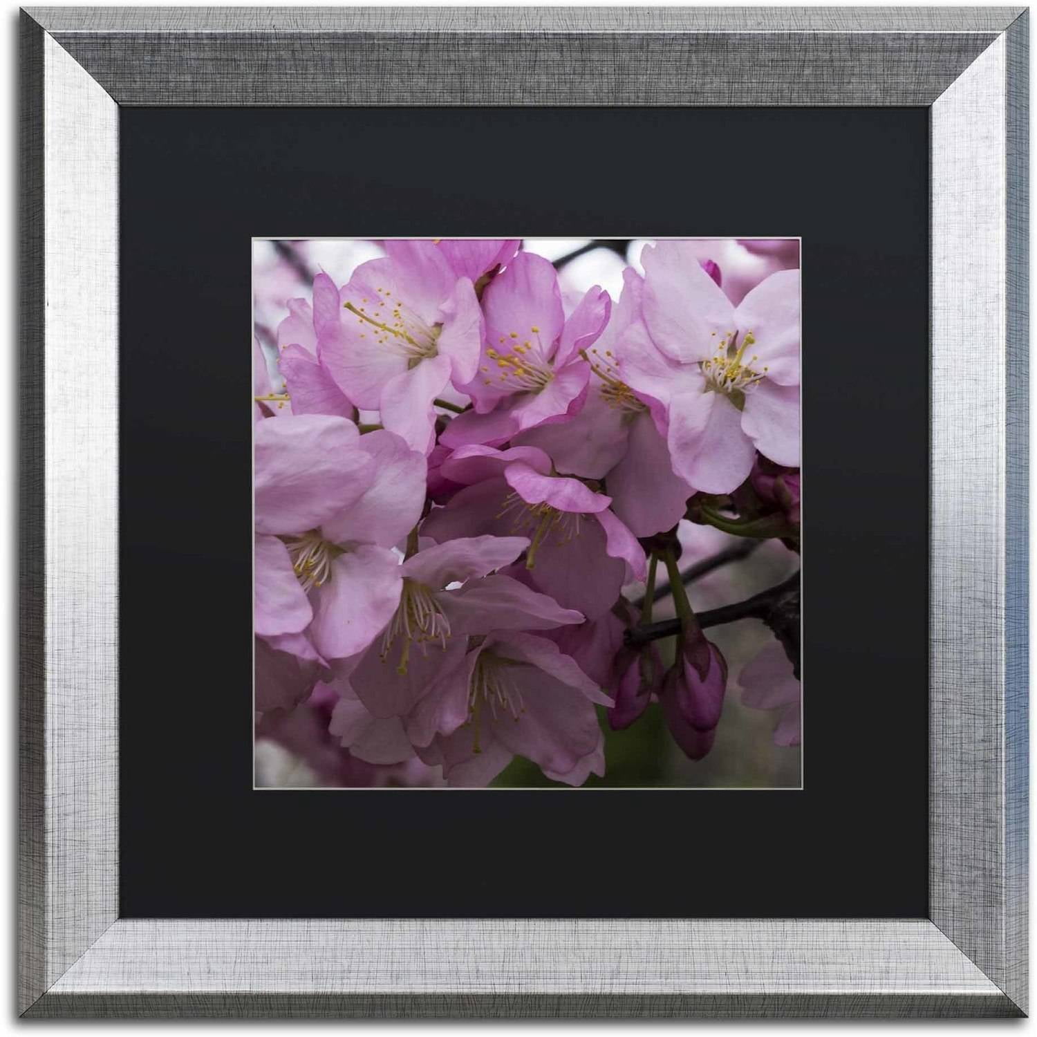 Trademark Fine Art "Cherry Blossom Cluster" Canvas Art by Kurt Shaffer, Black Matte, Silver Frame