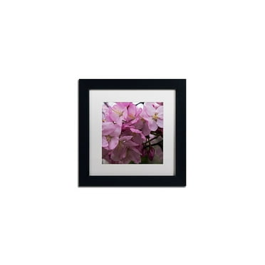 Trademark Fine Art "Cherry Blossom Cluster" Canvas Art by Kurt Shaffer, White Matte, Black Frame