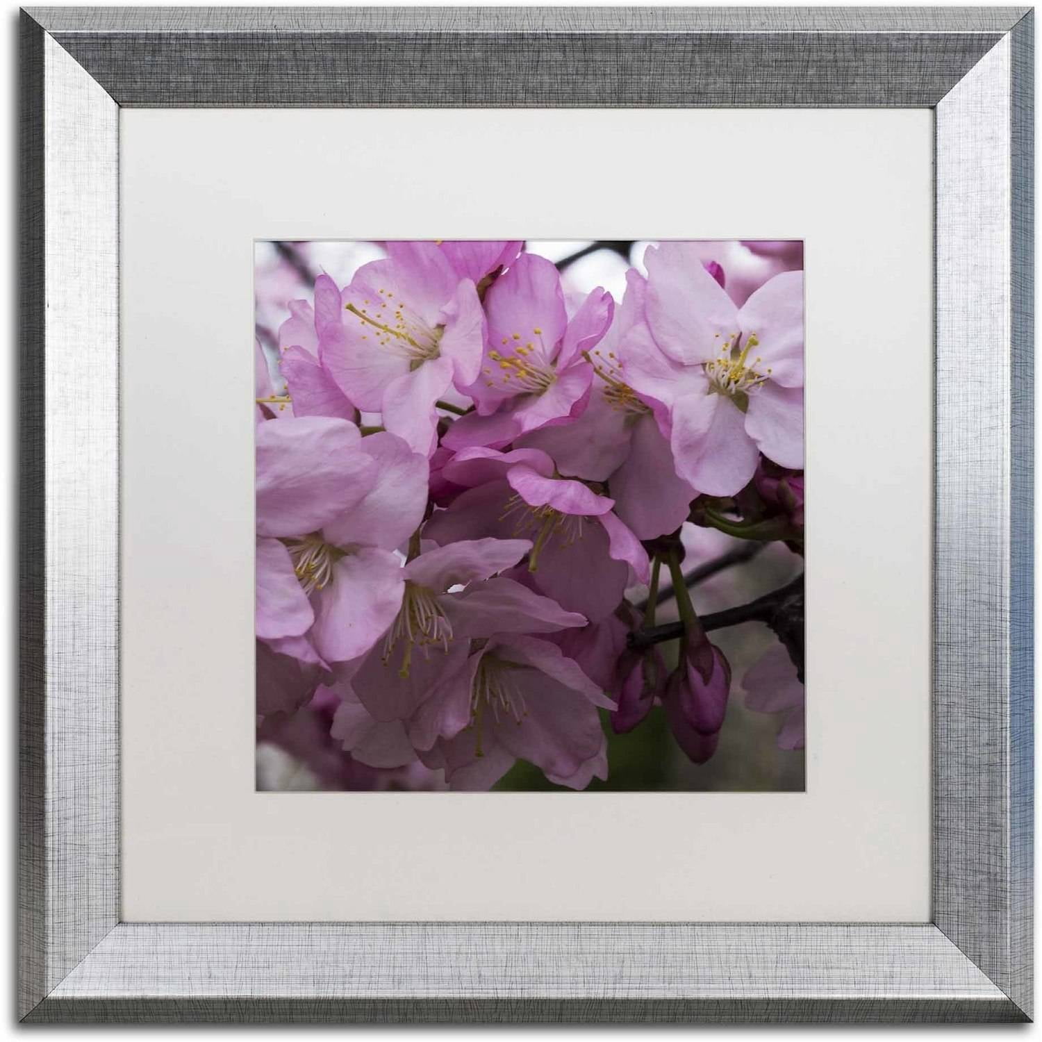 Trademark Fine Art "Cherry Blossom Cluster" Canvas Art by Kurt Shaffer, White Matte, Silver Frame