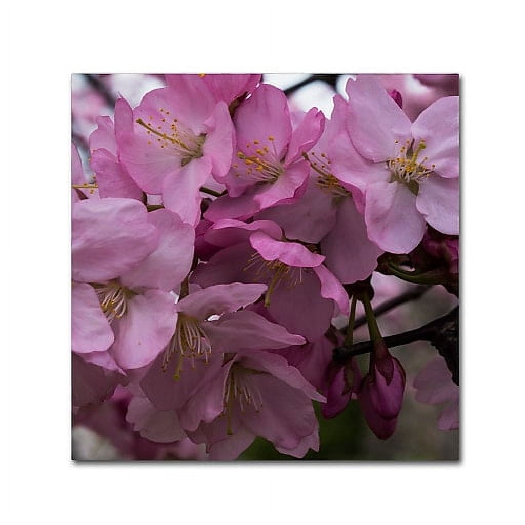 Trademark Fine Art "Cherry Blossom Cluster" Canvas Art by Kurt Shaffer