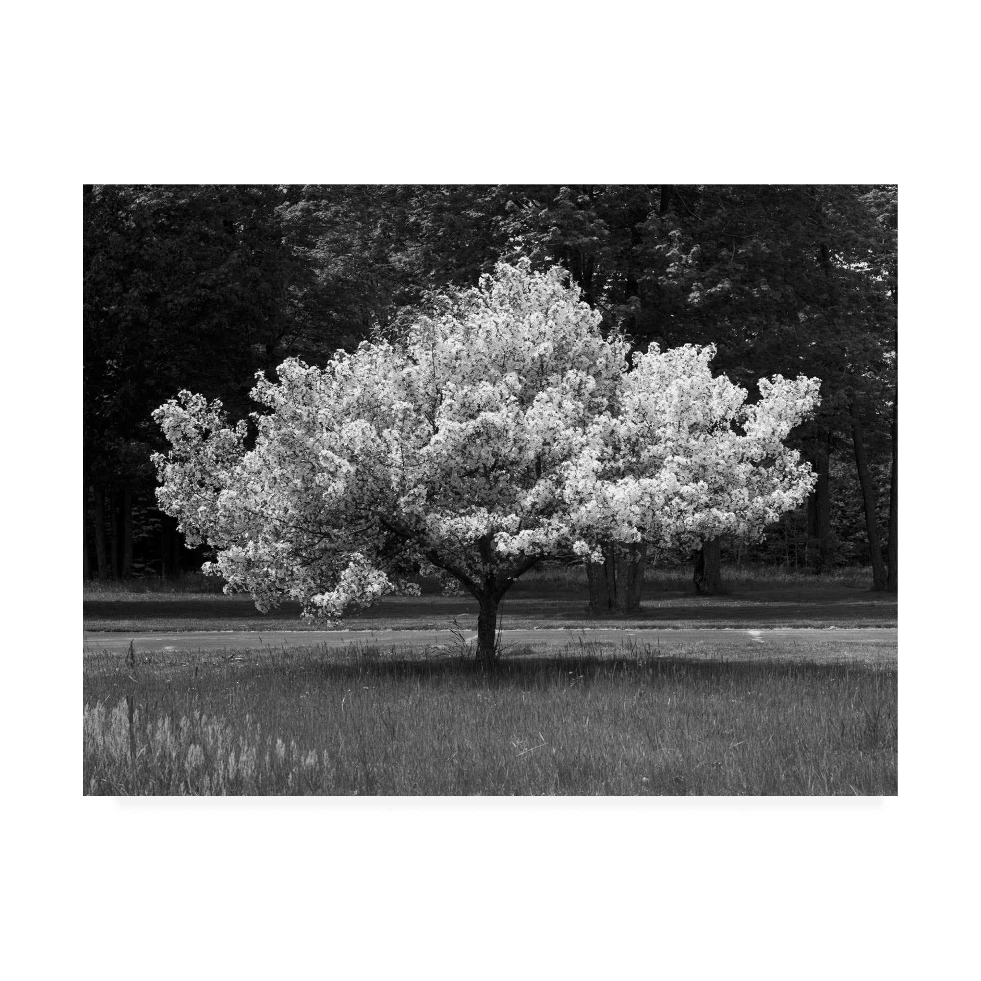 Trademark Fine Art 'Cherry Blossom Michigan' Canvas Art by Monte Nagler