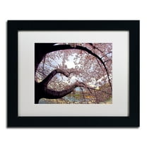 Trademark Fine Art "Cherry Blossoms 2014-1" Canvas Art by CATeyes, White Matte, Black Frame