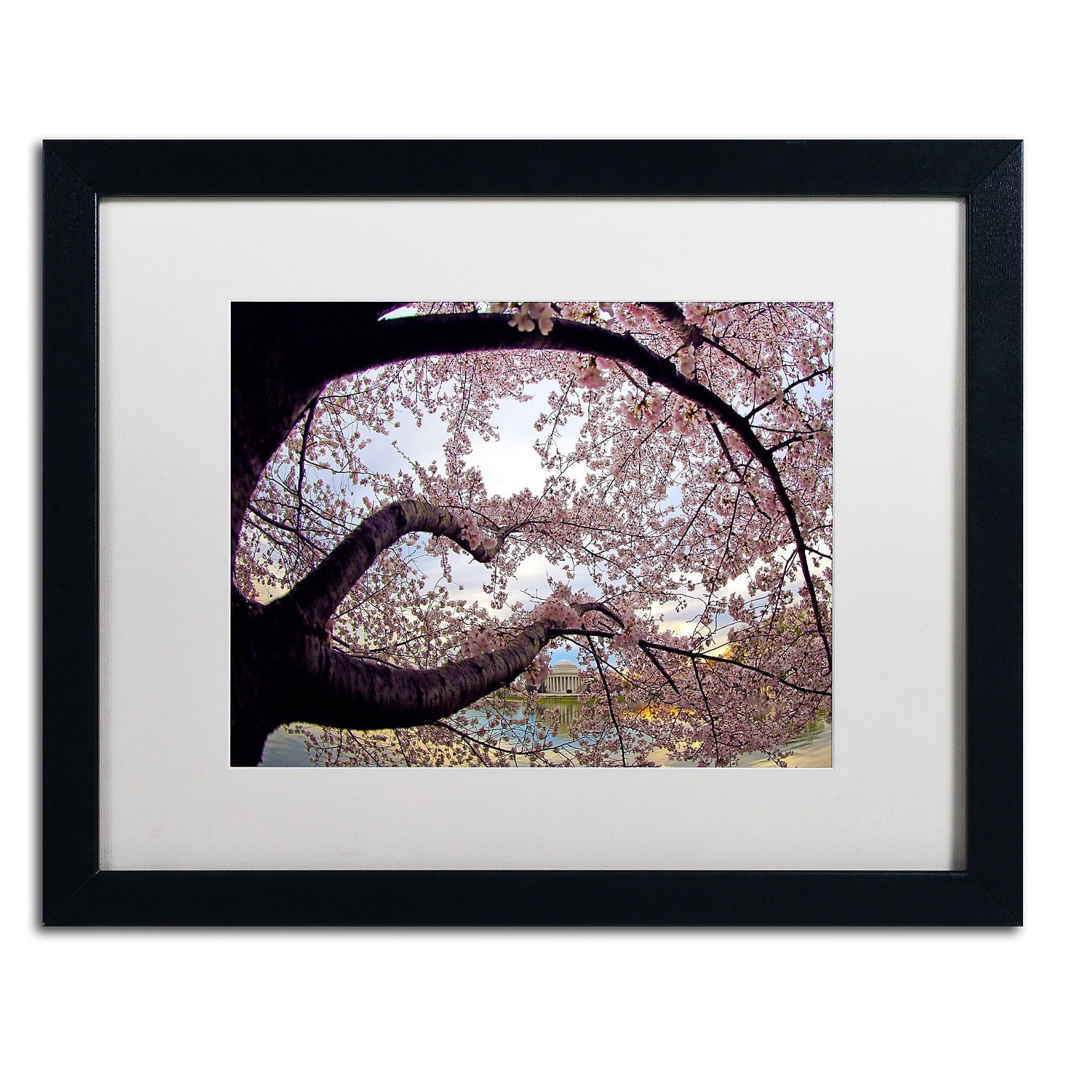 Trademark Fine Art "Cherry Blossoms 2014-1" Canvas Art by CATeyes, White Matte, Black Frame