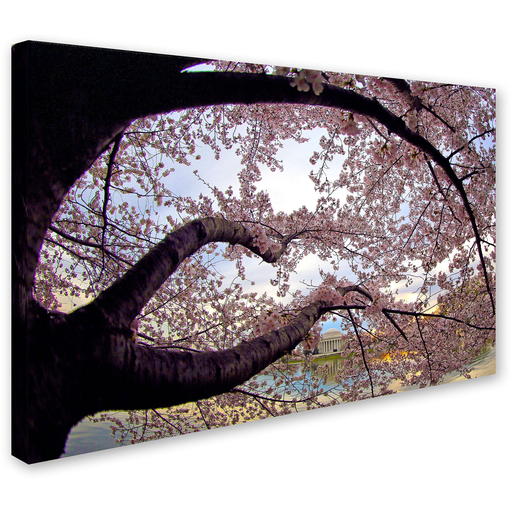 Trademark Fine Art "Cherry Blossoms 2014-1" Canvas Art by CATeyes