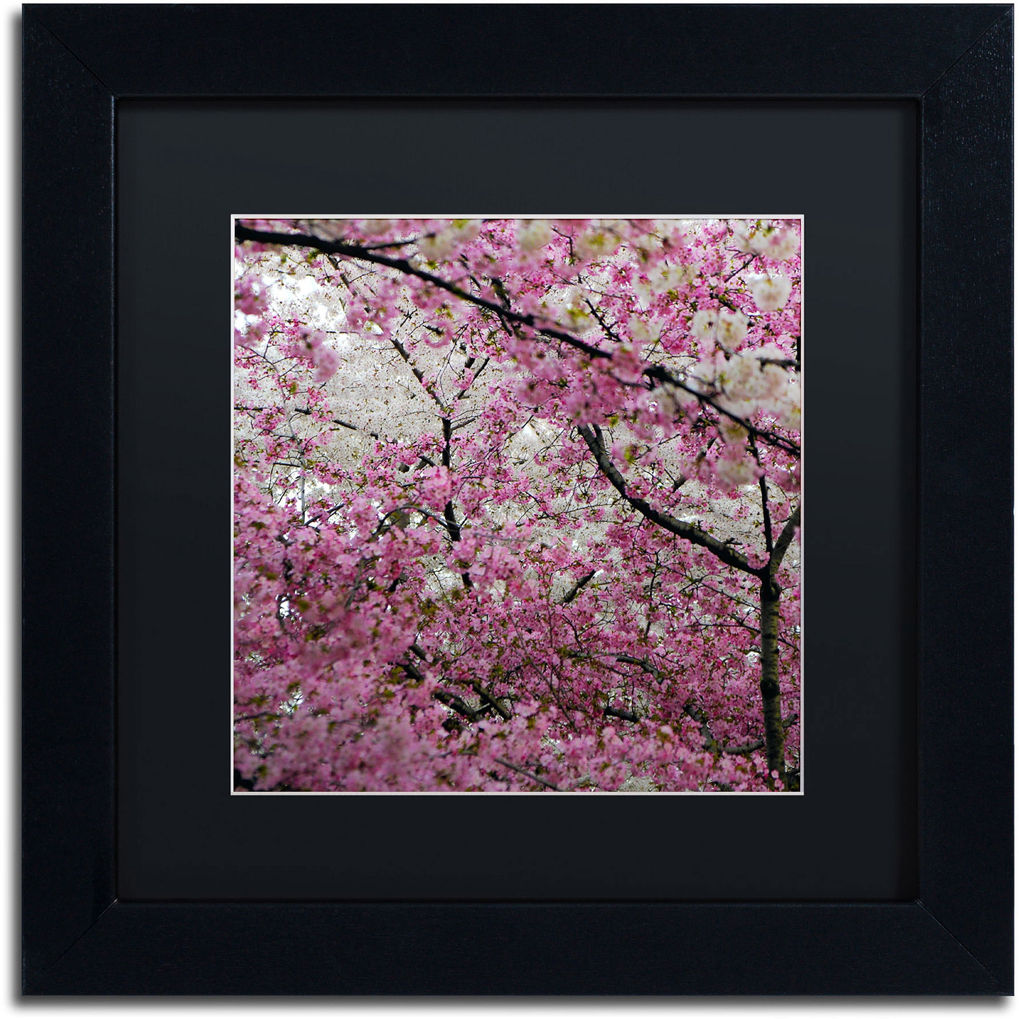 Trademark Fine Art "Cherry Blossoms 2014-3" Canvas Art by CATeyes, Black Matte, Black Frame