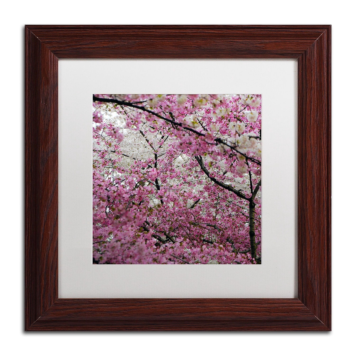 Trademark Fine Art "Cherry Blossoms 2014-3" Canvas Art by CATeyes, White Matte, Wood Frame