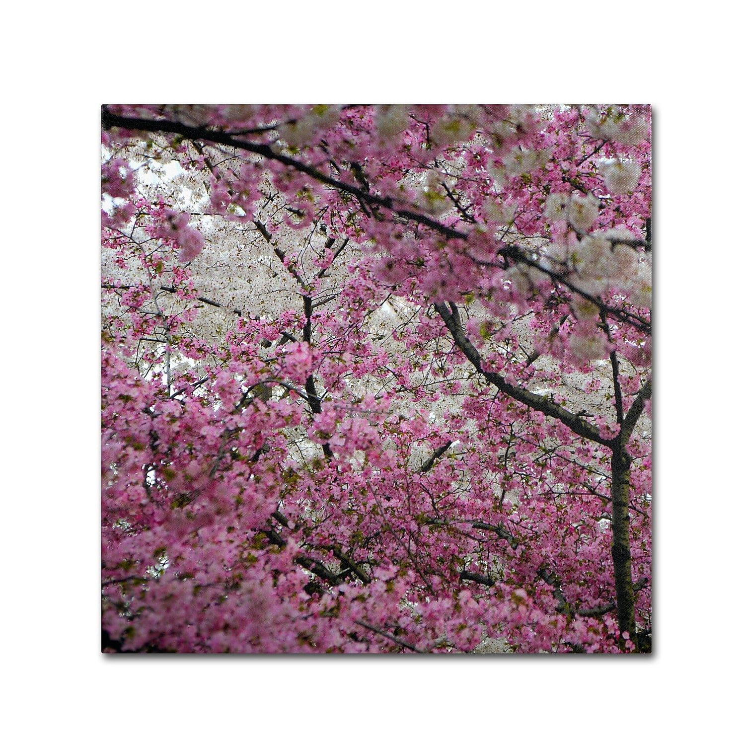 Trademark Fine Art "Cherry Blossoms 2014-3" Canvas Art by CATeyes