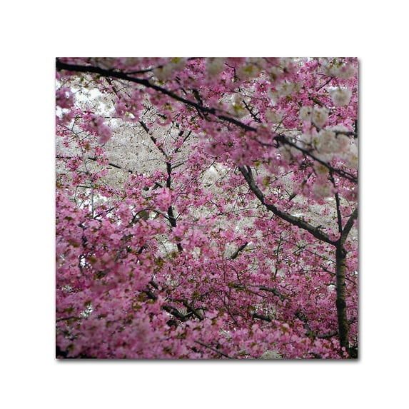 Trademark Fine Art "Cherry Blossoms 2014-3" Canvas Art by CATeyes