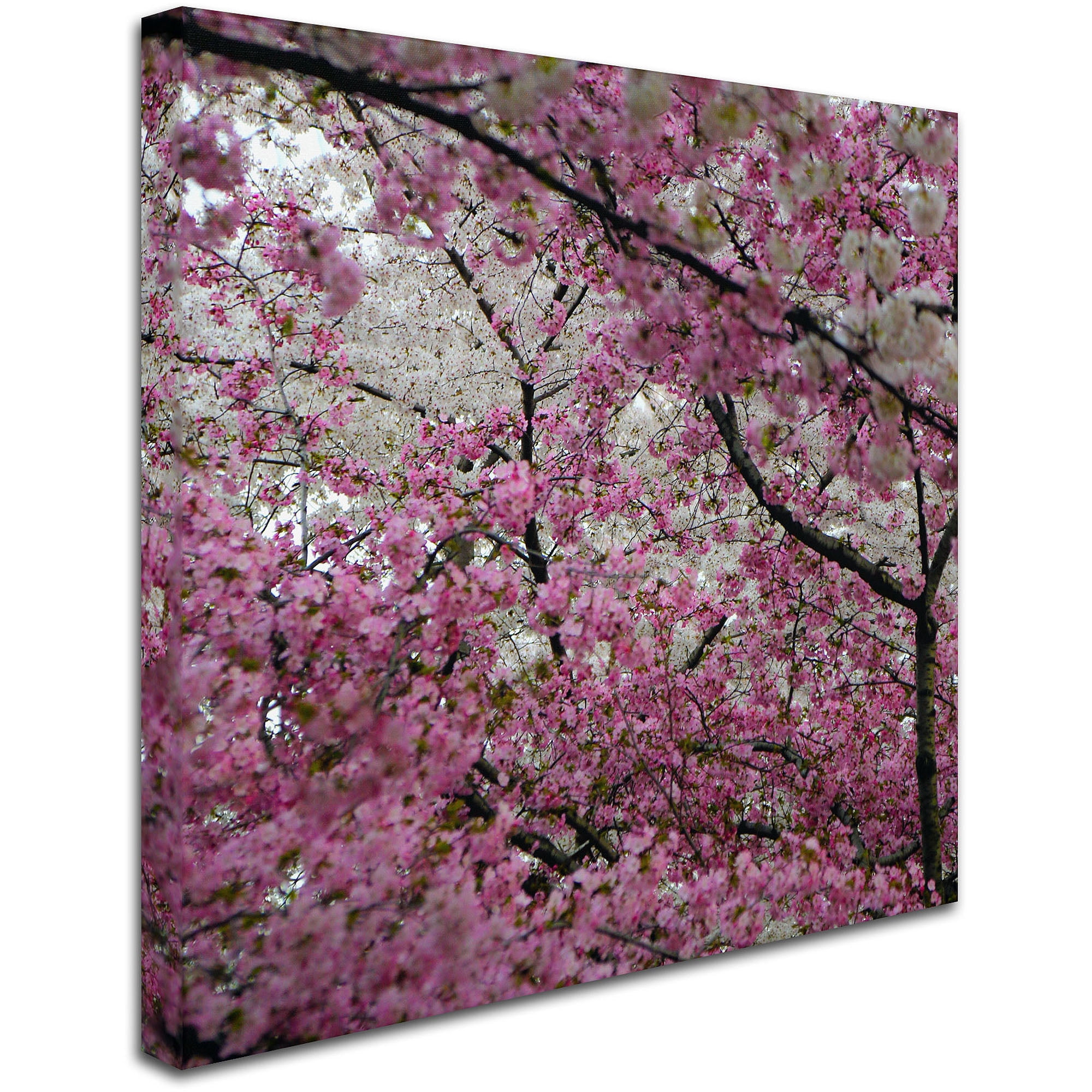 Trademark Fine Art "Cherry Blossoms 2014-3" Canvas Art by CATeyes