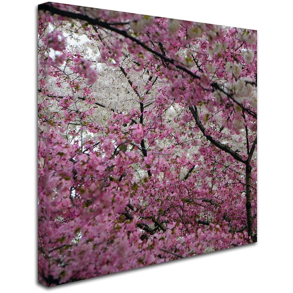 Trademark Fine Art "Cherry Blossoms 2014-3" Canvas Art by CATeyes