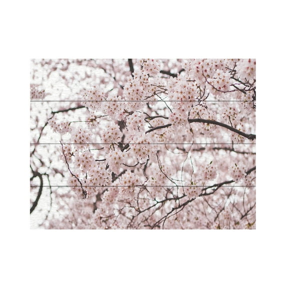 Trademark Fine Art 'Cherry Blossoms' Wooden Wall Art Art by Ariane Moshayedi