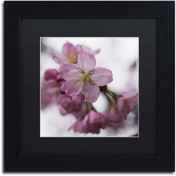 Trademark Fine Art "Cherry Pink" Canvas Art by Kurt Shaffer, Black Matte, Black Frame